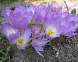 Квіти колхікума (пізньоцвіт)