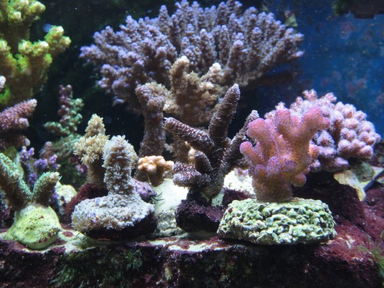 Фотографії коралів