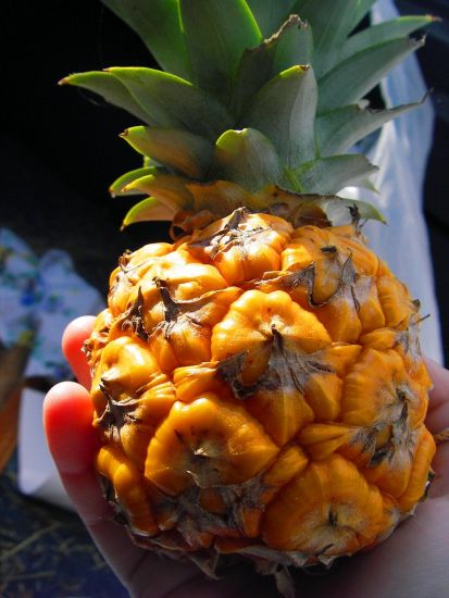 плід ананаса
