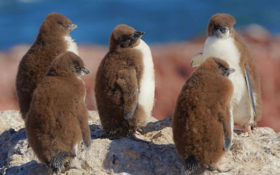 Пінгвіни Антарктиди