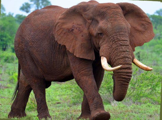 Скільки важить африканський слон