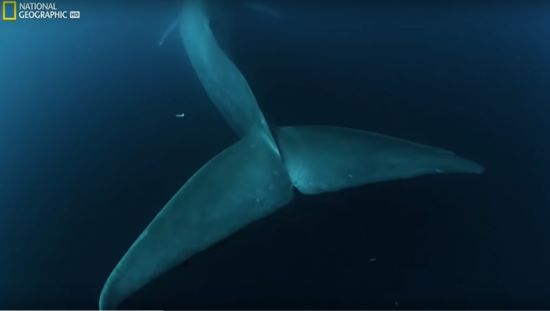 Синій кит Тихого Океану