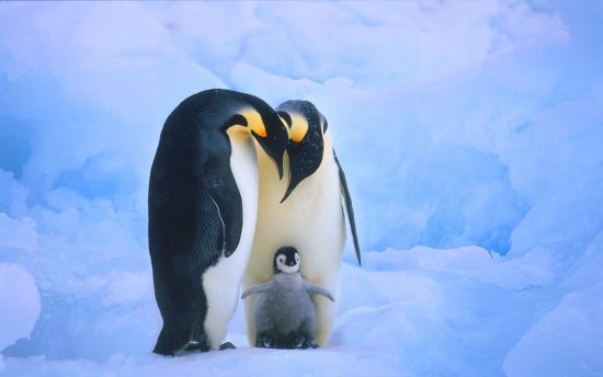 чуму пінгвіни незамерзають на антарктиді
