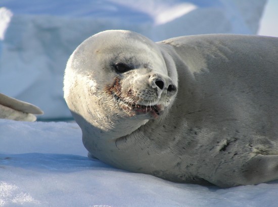 Фотографії тюленя крабоїда