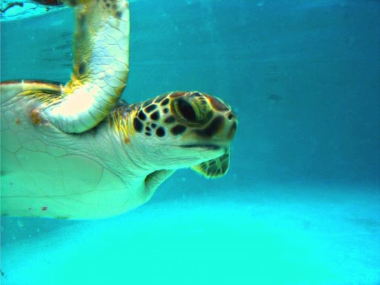 Морська черепаха Тихого Океану