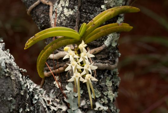 Епіфітна орхідея - фото