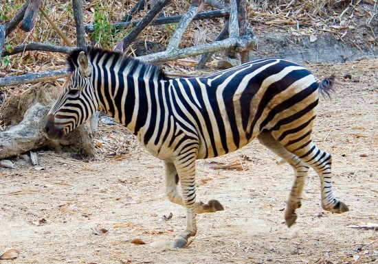 Картинки тварин Африки (зебра)