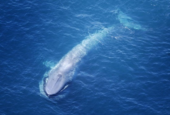 Фото синій кит