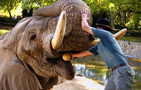 Слон Йосі - найбільший в світі