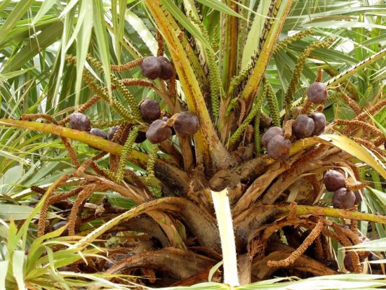 Рослини Африки: Інжирна пальма фото