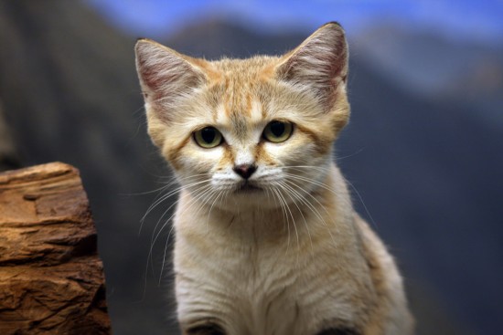 Фото тварини барханна кішка