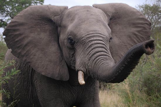 Скільки важить слон?