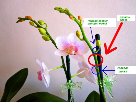 як треба доглядати за орхідеями