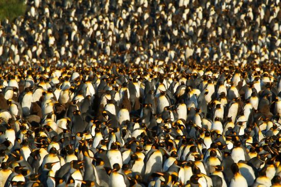 чуму пінгвіни незамерзають на антарктиді- фото