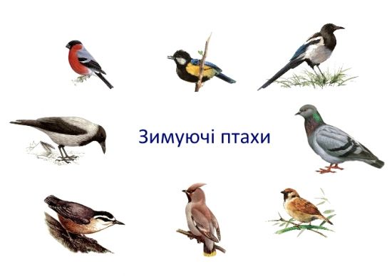 Осілі зимуючі птахи України