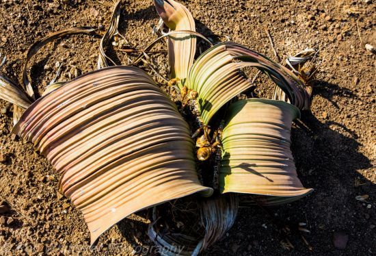 Цікаві рослини Африки: Вельвічія дивовижна - фото