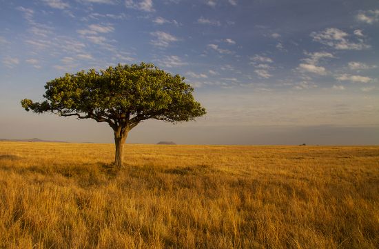 Рослинність Африки: саванна - фото