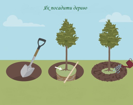 Як садити дерева