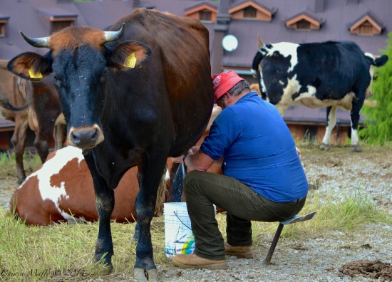Корова дає смачне молоко