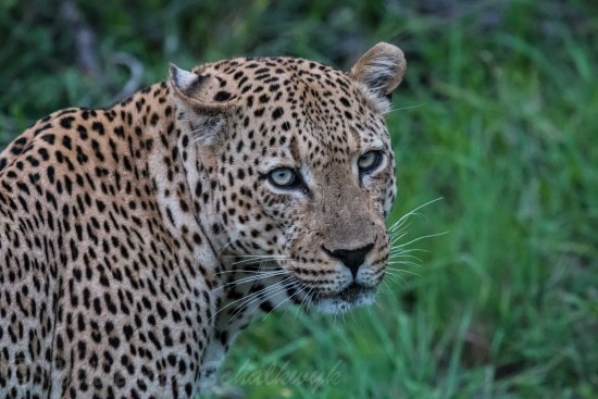 Фото тварини леопард