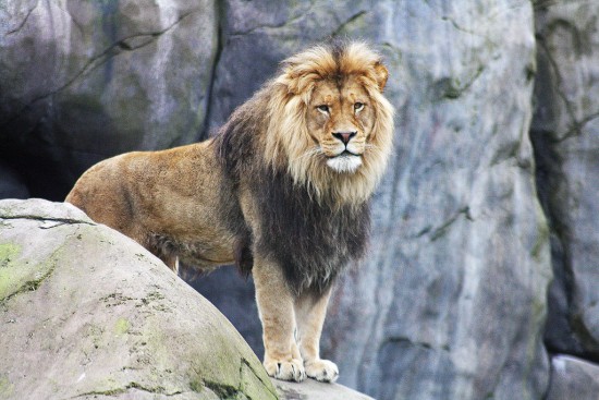 Тварини Африки: Лев