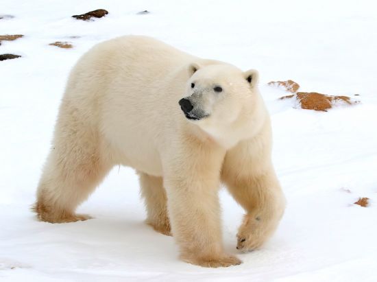 Білий ведмідь Євразії