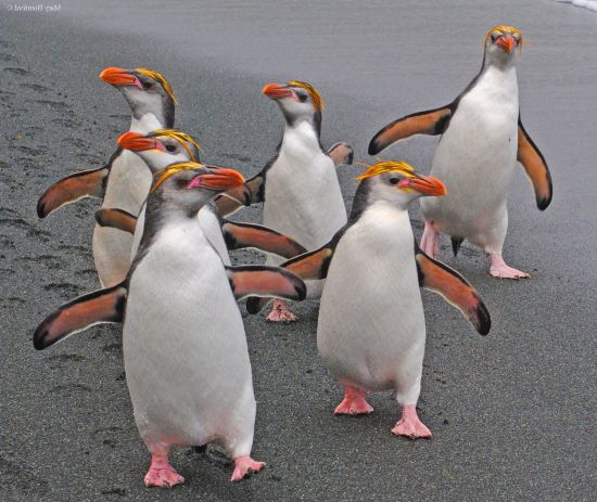 Королівські пінгвіни