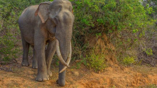 Скільки важить Індійський слон