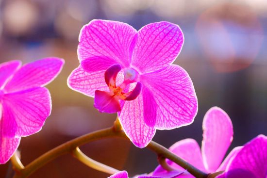 догляд за орхідеєю фаленопсис