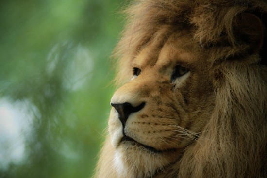 тварина лев характеристика