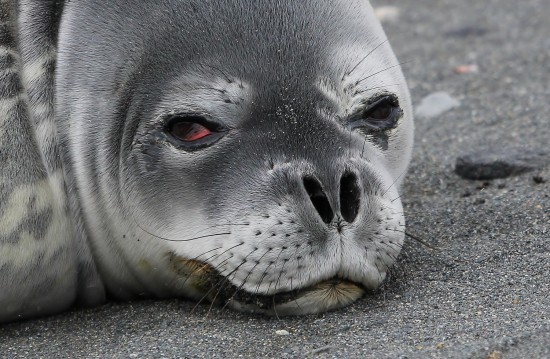 Фотка тюленя