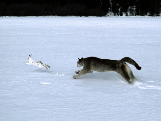 Які дикі тварини готуються до зими