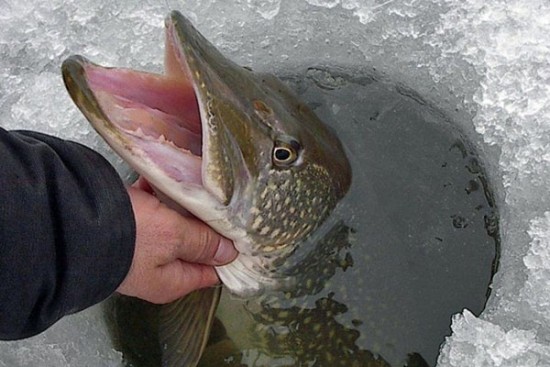 Як риби готуються до зими - 2 клас