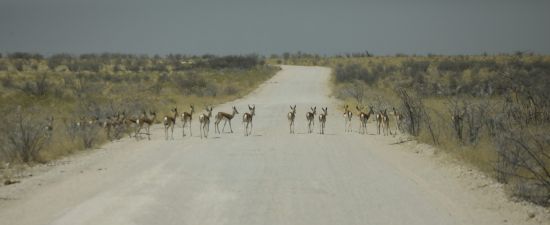 Спрингбок Етоша - фото - Національний парк Намібії